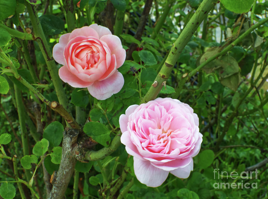 Pink garden roses Photograph by Pics By Tony