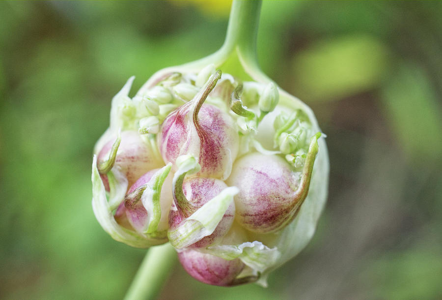 Pink Garlic Bulbits  Photograph by Iris Richardson