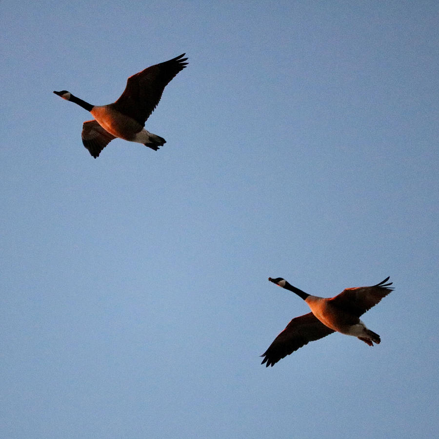 Pink geese Photograph by Brian Parker - Fine Art America