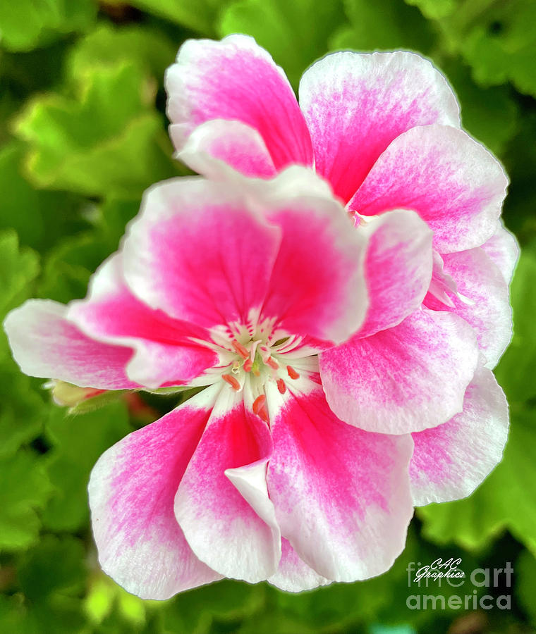 Pink Geranium Photograph by CAC Graphics