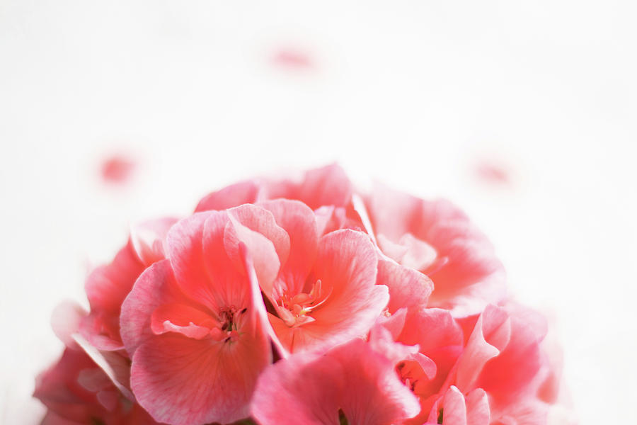 Pink geranium flower head on a White background Photograph by Cristina Stefan