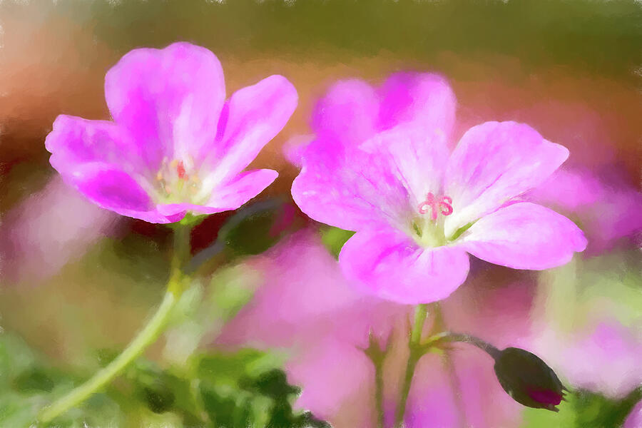 Pink Geranium Flowers Digital Art by Tanya C Smith