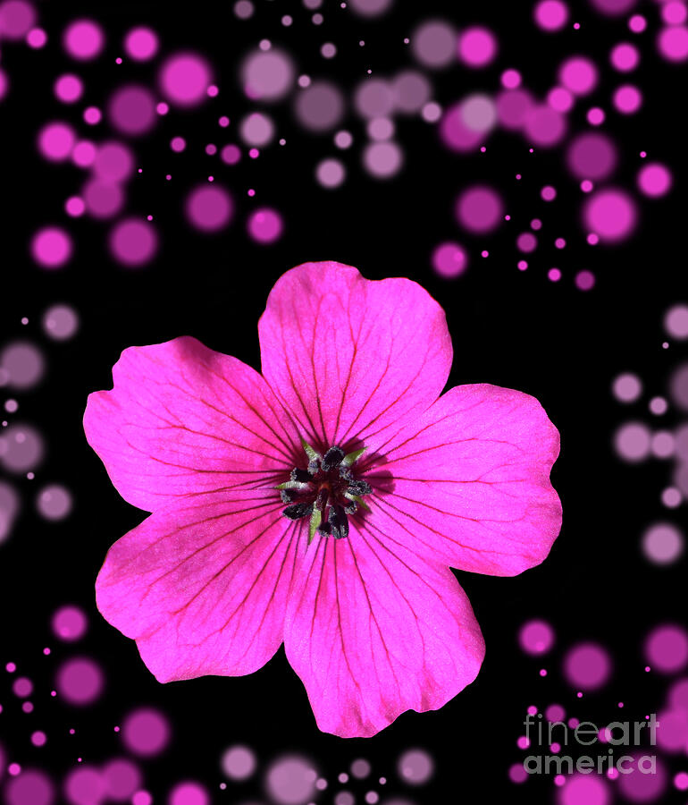 Pink Geranium Photograph by Yvonne Johnstone