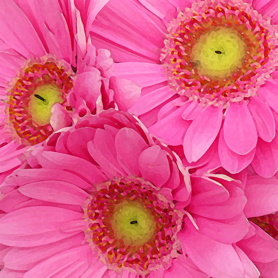 Daisy Painting - Pink Gerber Daisies by Amy Vangsgard