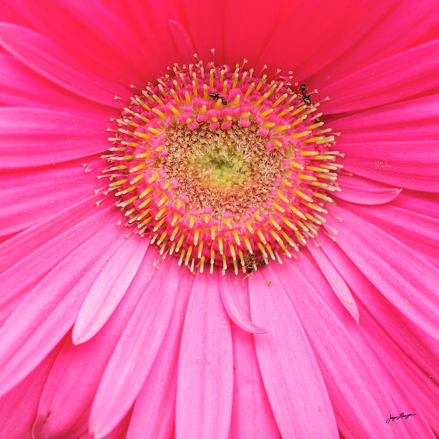 Pink Gerber Daisy Photograph by Jurgen Lorenzen