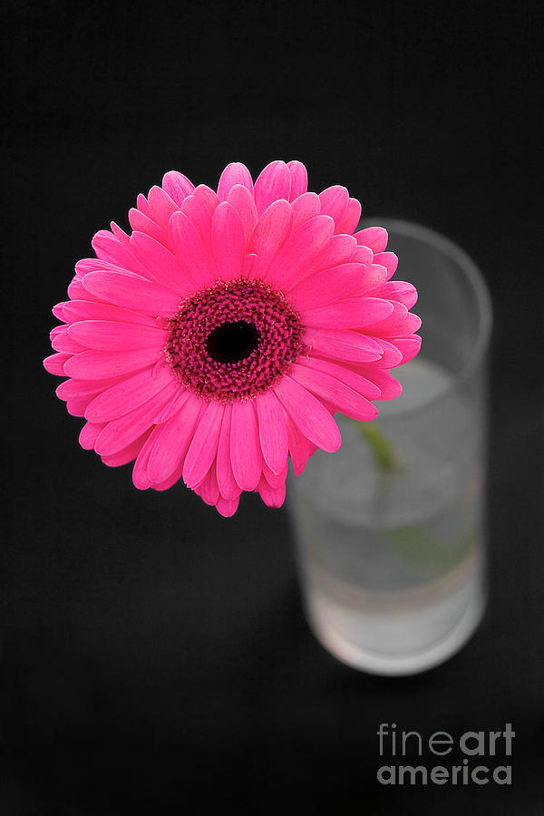 Pink Gerber Daisy Photograph