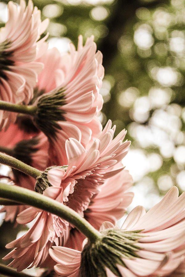Pink Gerbera Daisies Photograph by W Craig Photography