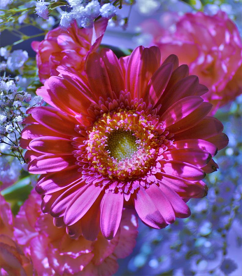 - Pink Gerbera Daisy 5 Photograph by THERESA Nye