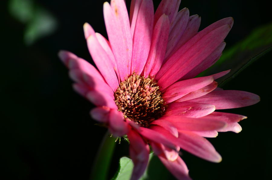 Pink Gerbera Daisy Photograph by Gary Ayers - Fine Art America