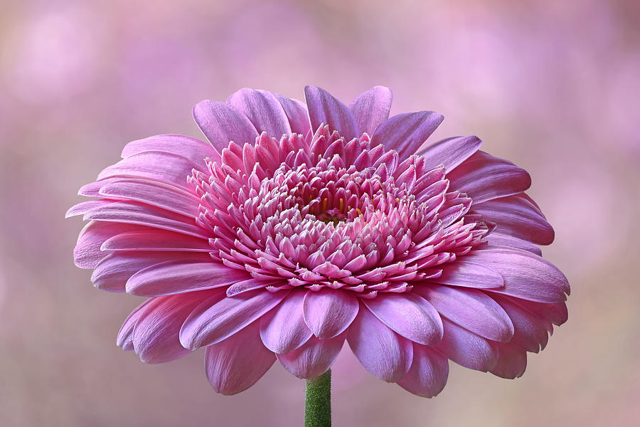 Pink Gerbera Daisy Photograph by Gill Billington