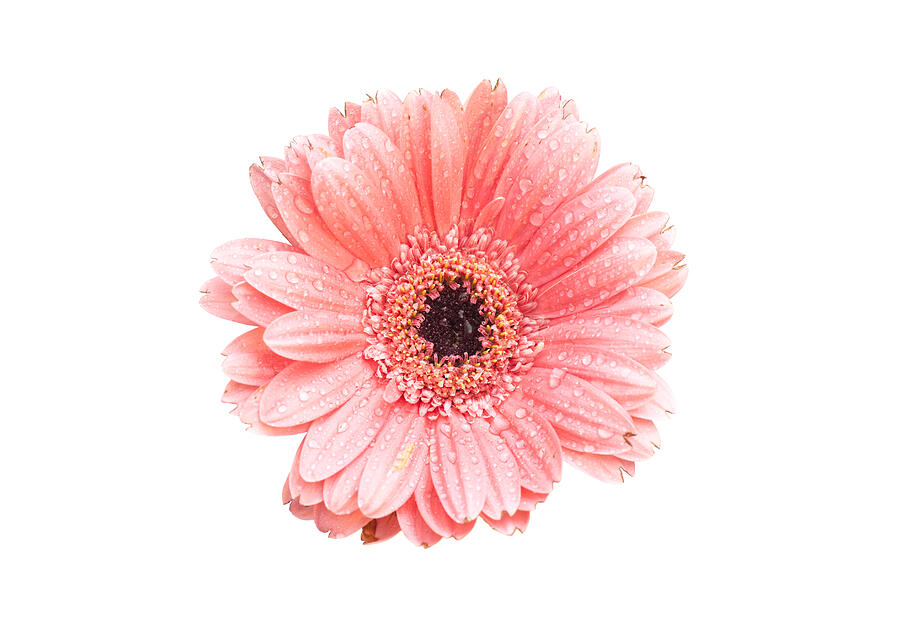 Pink gerbera daisy isolated on white background Photograph by Yurchello108