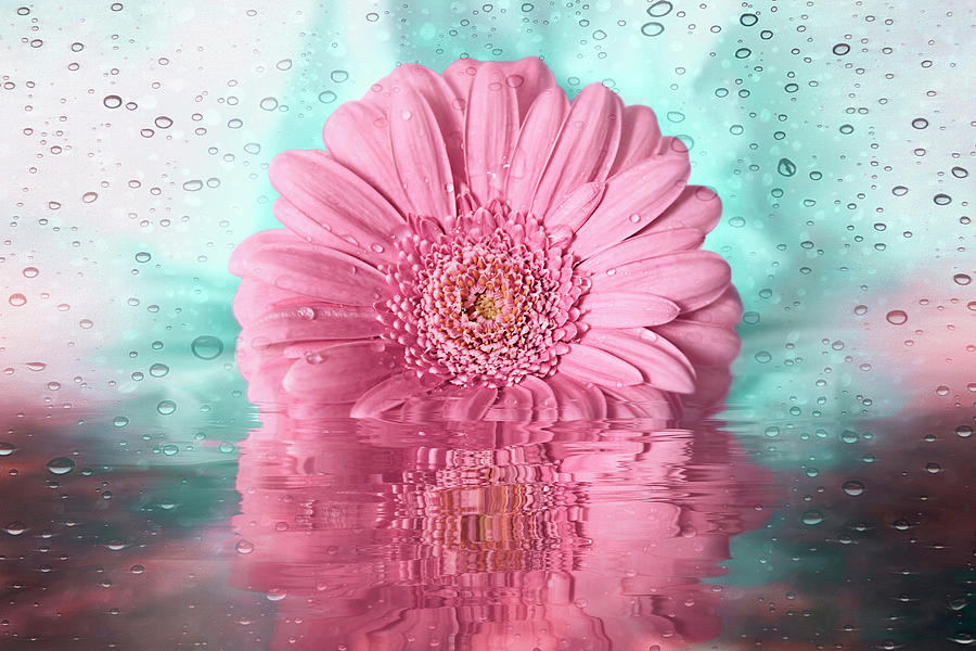 Pink Gerbera Daisy Rainy Reflections  Photograph by Carol Japp