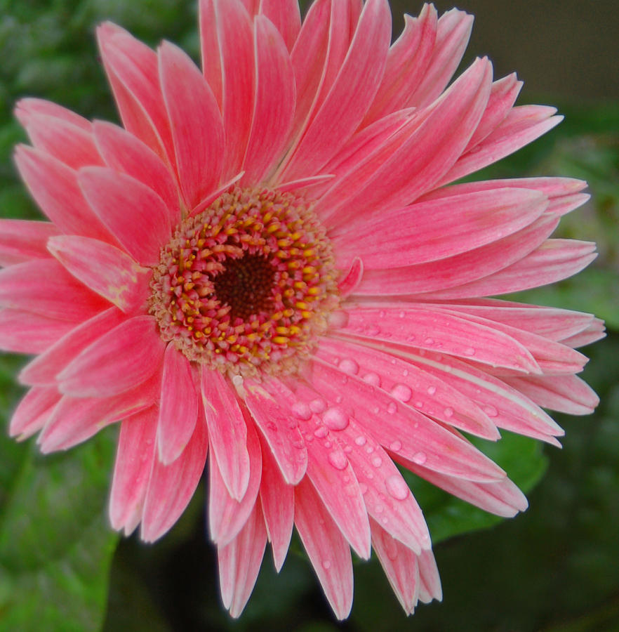 Daisy Photograph - Pink Gerbera by Suzanne Gaff