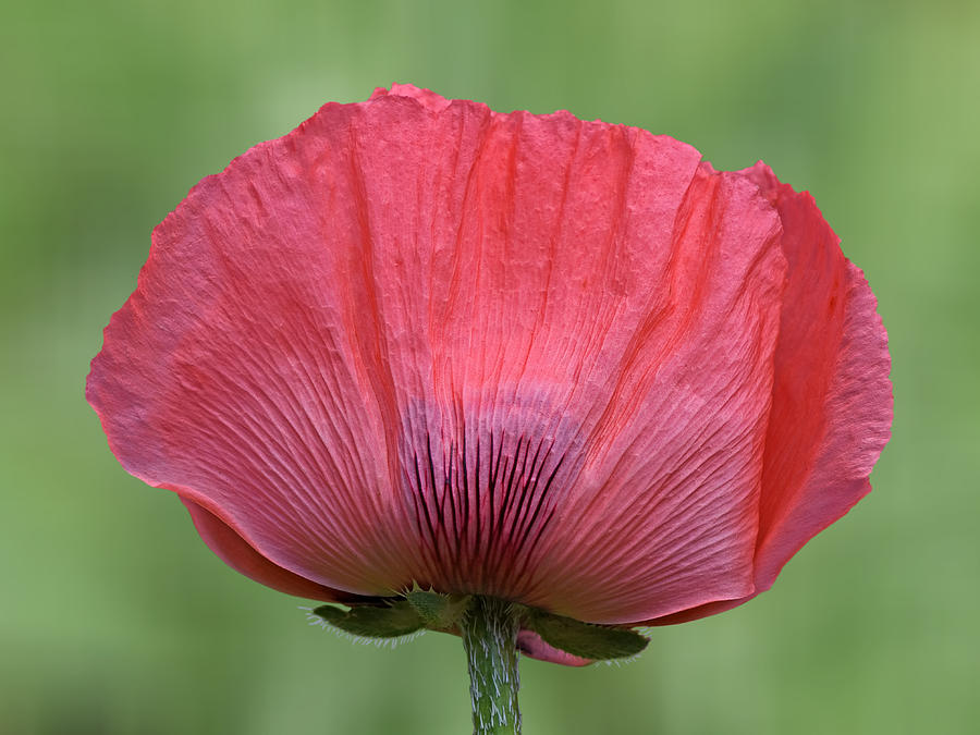 Pink Giant Oriental Poppy on Green Photograph by Gill Billington