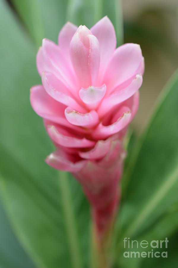 Pink Ginger Lily Photograph By Mini Arora