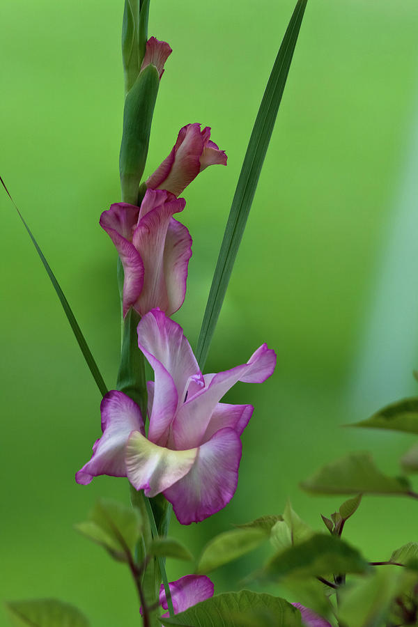 Pink Gladiolus Photograph