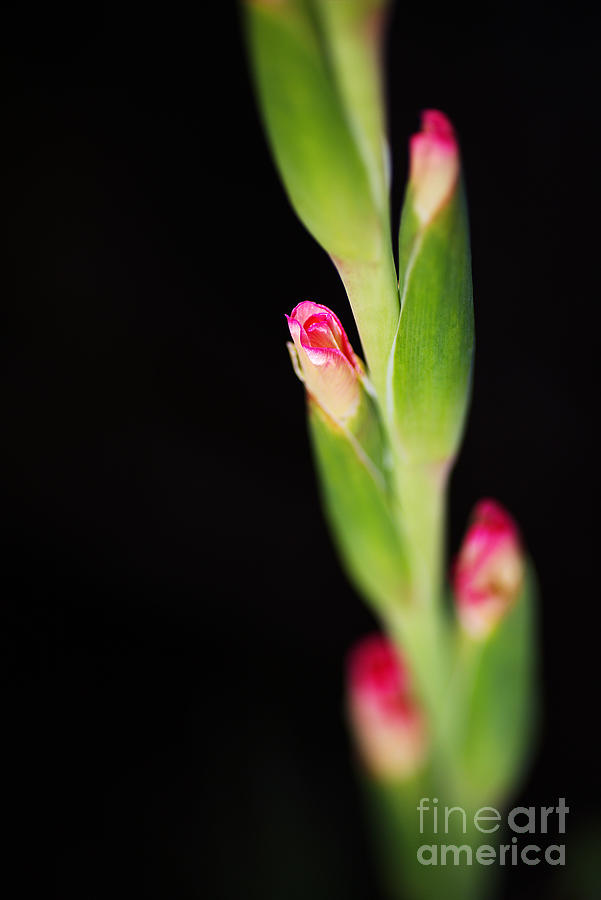 Pink Gladiolus Flower Bud Photograph by Joy Watson