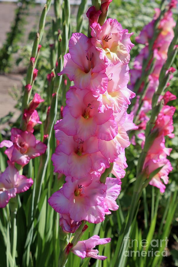 Pink Gladiolus in the Garden Photograph by Carol Groenen