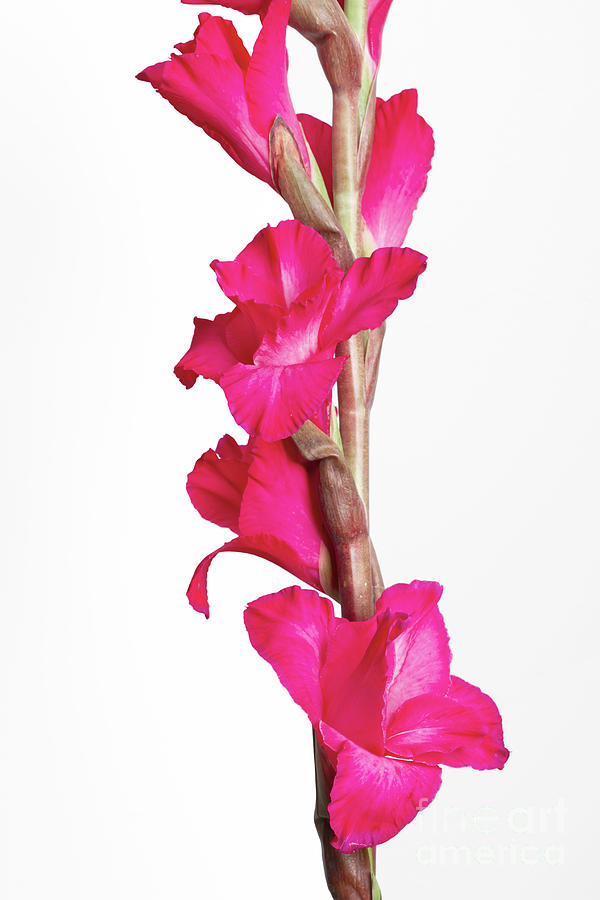 Pink gladiolus Photograph by Ruth Jolly