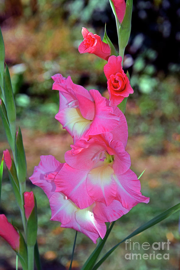 Pink Gladiolus Photograph