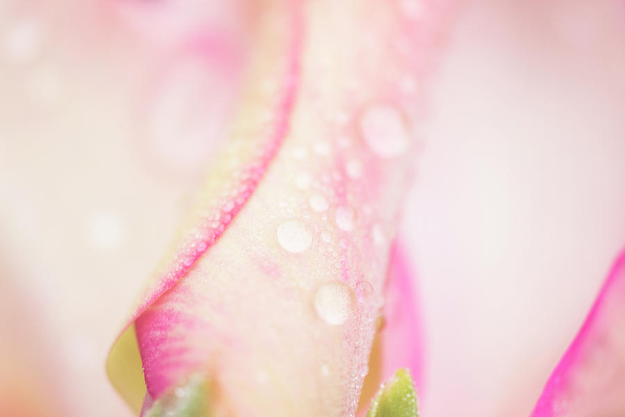 Pink Gladiolus with Droplets Photograph by Iris Richardson