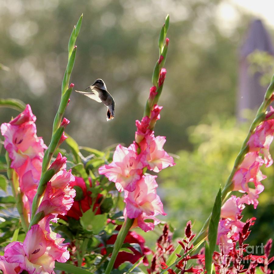 Pink Glads Hummingbird Sunshine Photograph by Carol Groenen