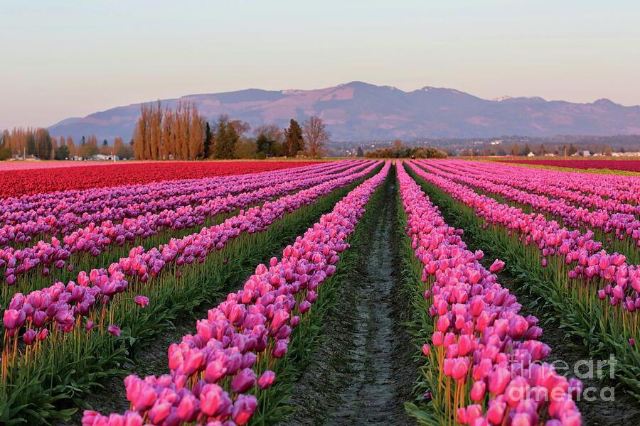 Pink Glowing Tulips Field Photograph
