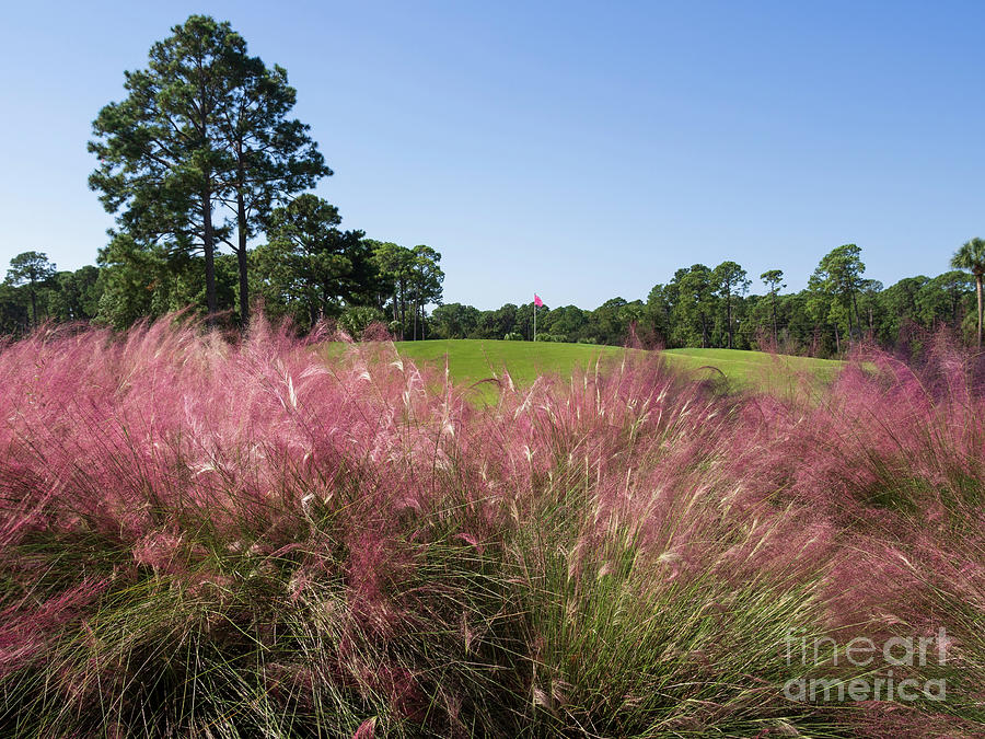Pink grasses in autumn on a South Carolina golf course Photograph by Louise Heusinkveld