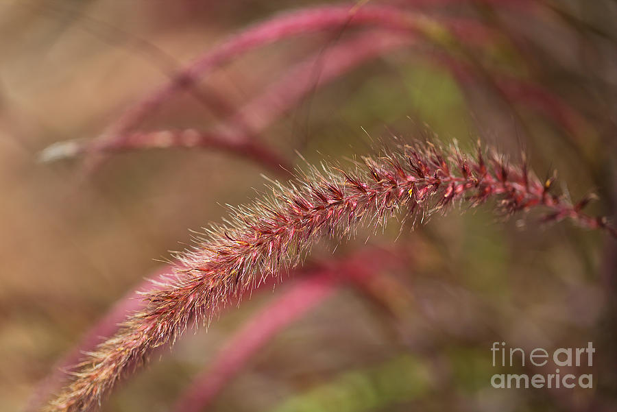 Pink Grasses Photograph by Joy Watson