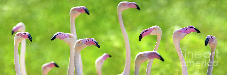Pink greater flamingoes social media banner Photograph by Jane Rix