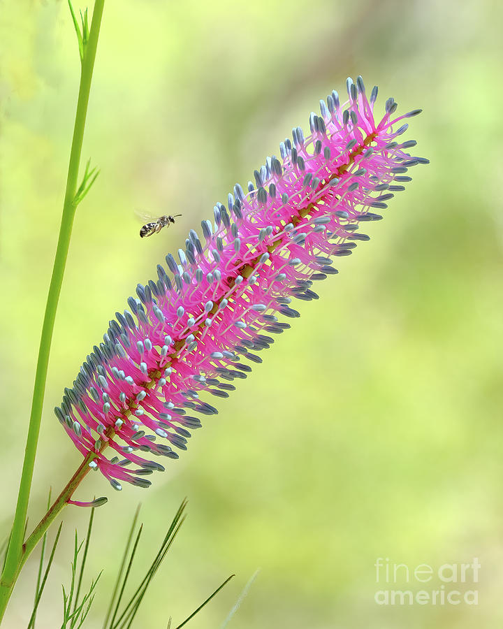 Nature Photograph - Pink Grevilllea by Neil Maclachlan