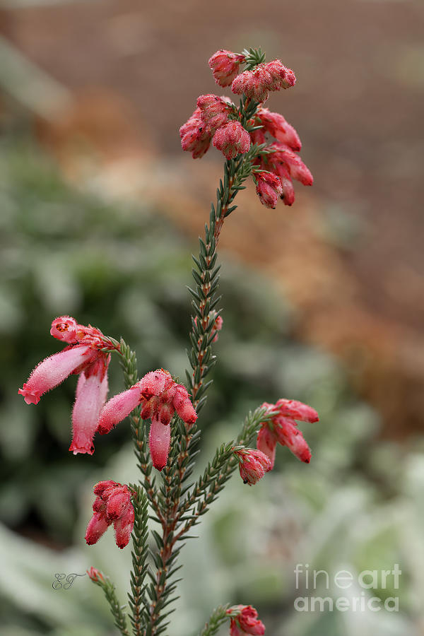 Flowers Still Life Photograph - Pink Hairy Heath - Erica Cerinthoides by Elaine Teague