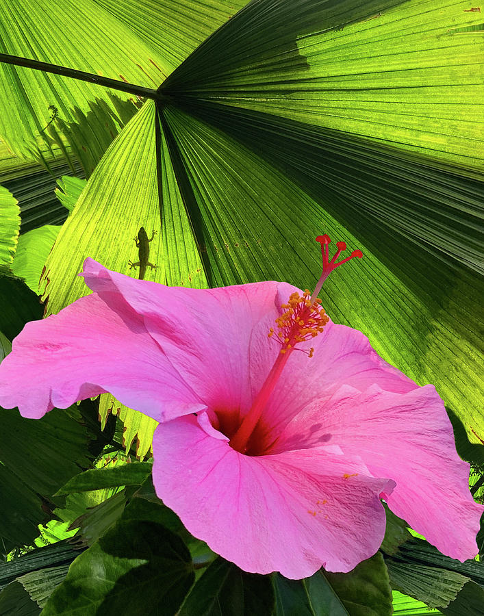 Pink Hawaiian Hibiscus Flower and Green Gecko Photograph by Sherrie Triest