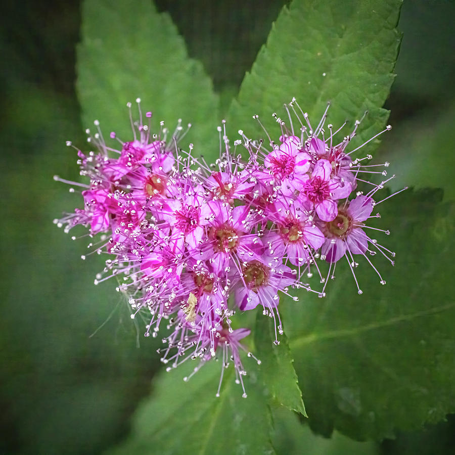Pink Heart Spirea Flower Photograph by Patti Deters