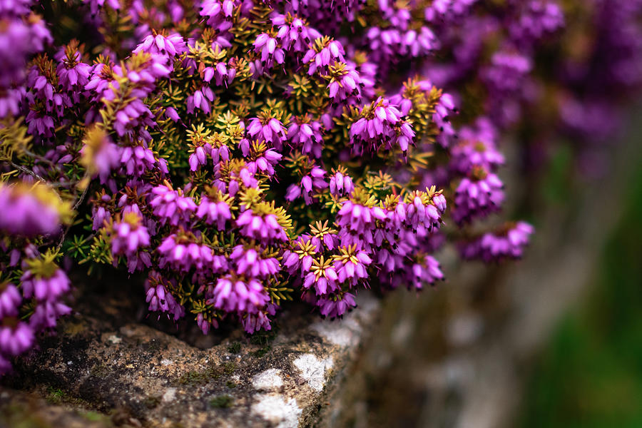 Pink Heather In An English Country Garden Photograph