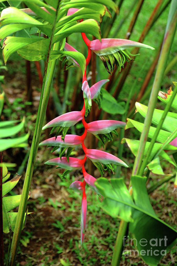 Pink Heliconia in Costa Rica Photograph by Gunther Allen