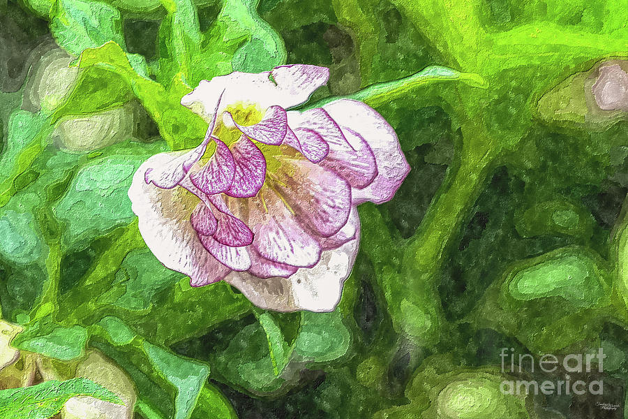 Pink Hellebore Bloom Painterly Photograph by Jennifer White