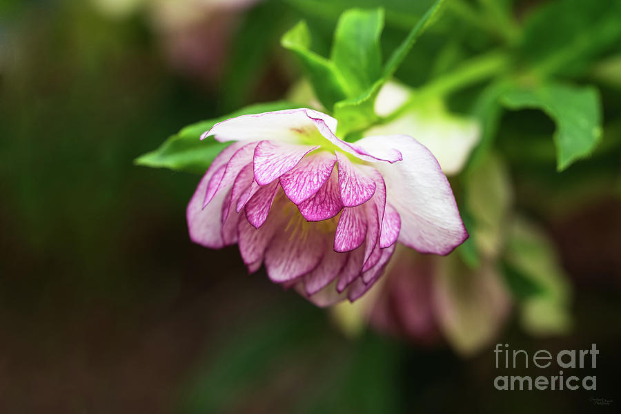 Pink Hellebore Flower Photograph by Jennifer White