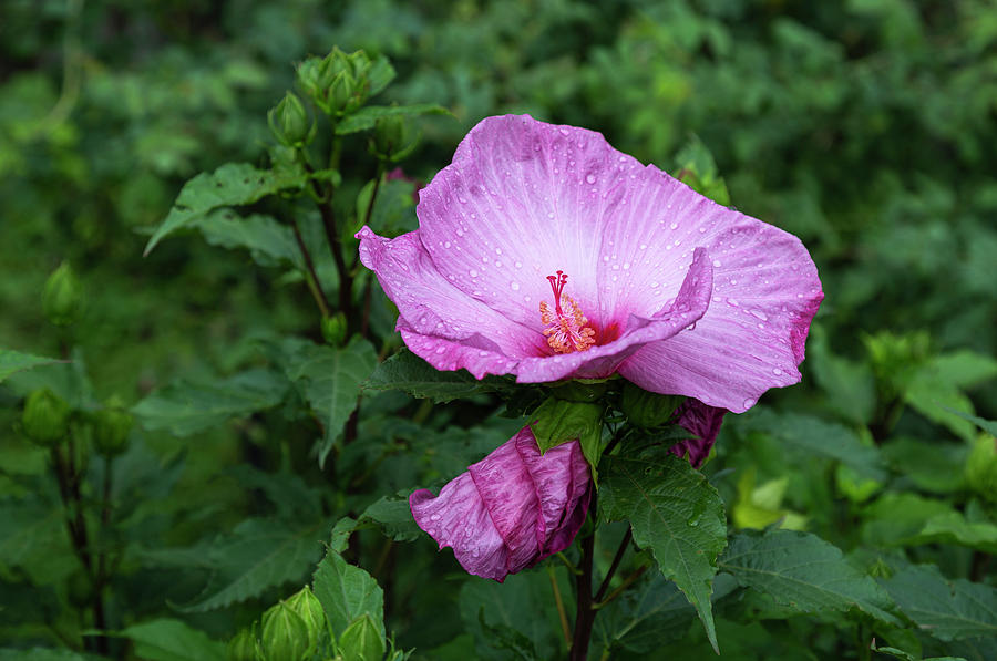 Pink Hibiscus 4-2021 Photograph by Thomas Young