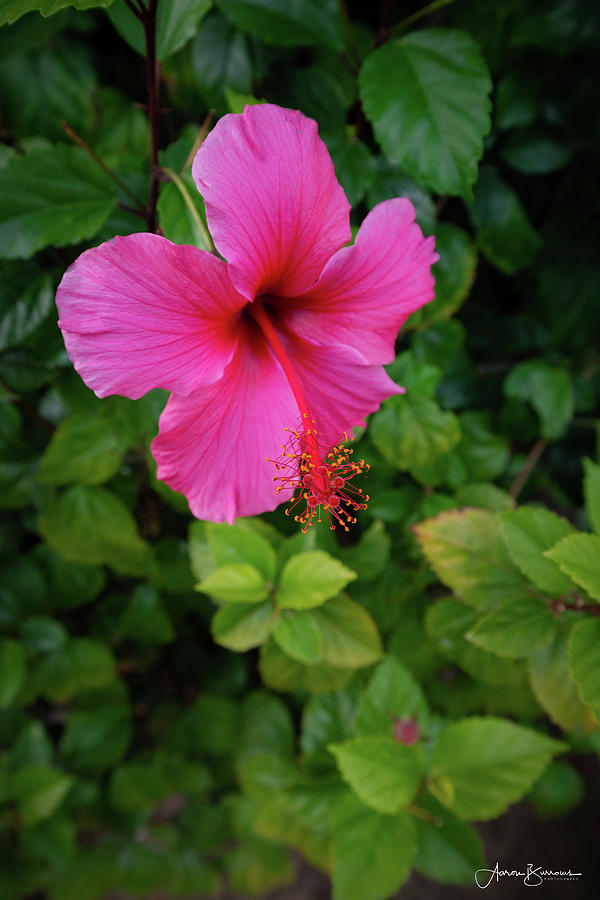 Pink Hibiscus Photograph by Aaron Burrows