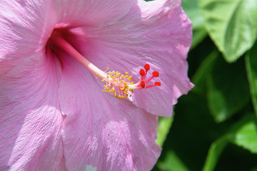 Pink Hibiscus Blossom Photograph