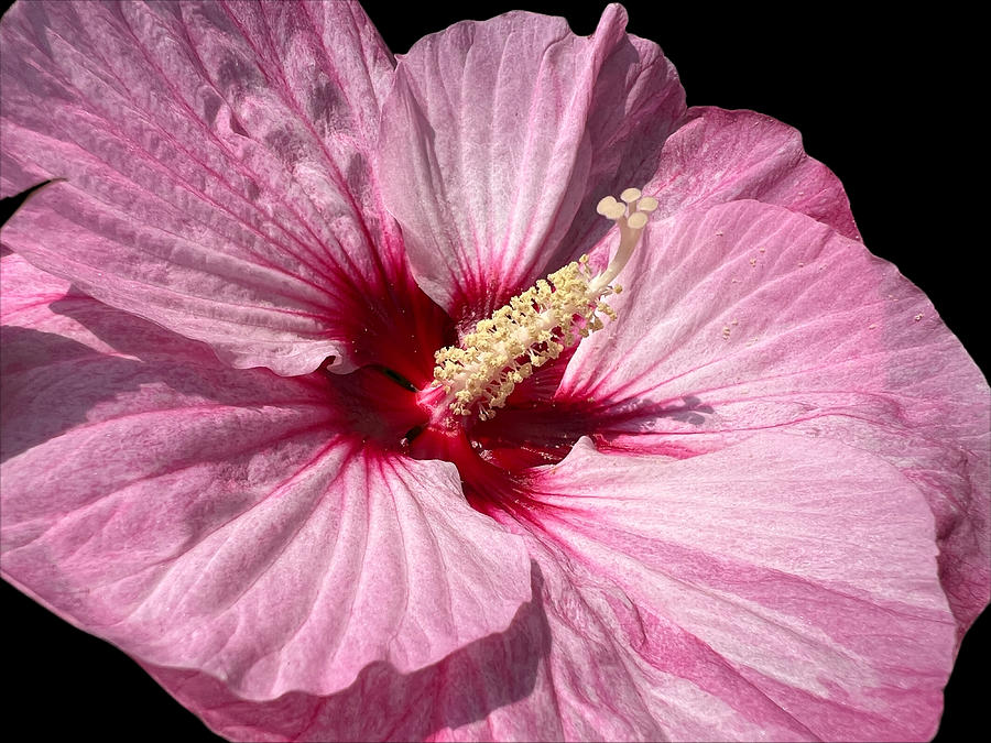 Pink Hibiscus  Photograph by Diane Lindon Coy