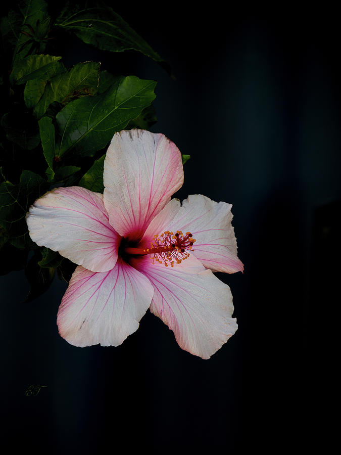 Pink Hibiscus Photograph by Elaine Teague