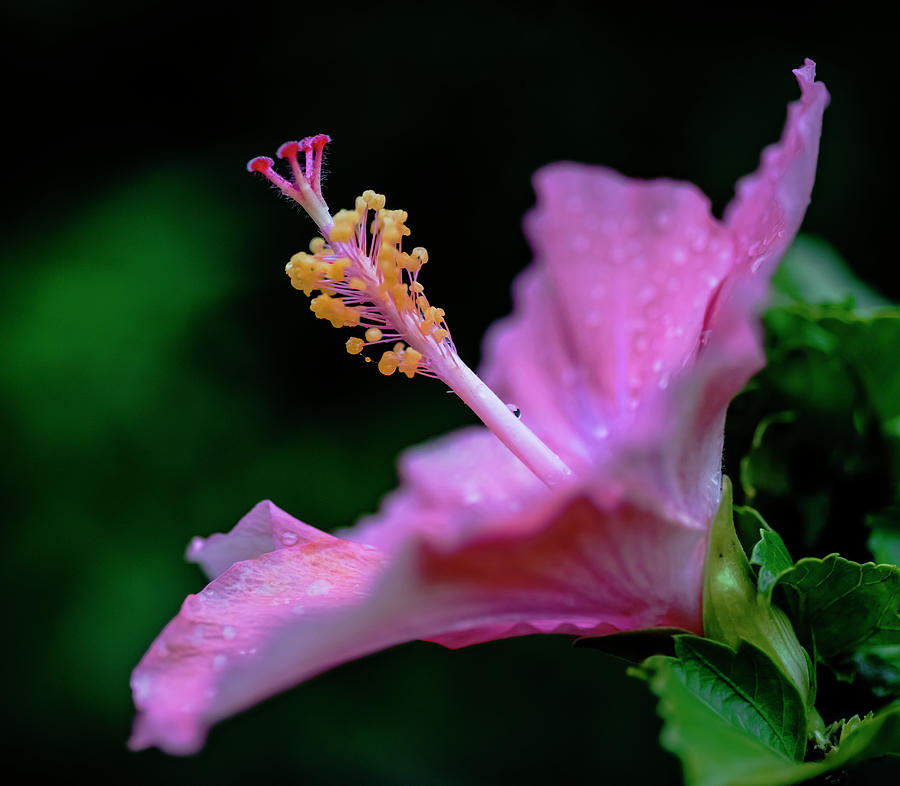 Pink Hibiscus elegance Photograph by Vishwanath Bhat