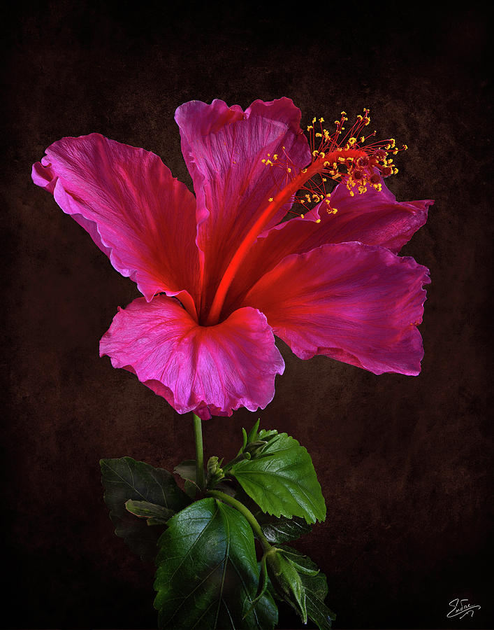 Pink Hibiscus Photograph by Endre Balogh