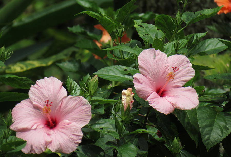 Hibiscus Photograph - Pink Hibiscus Flowers by Kay Novy
