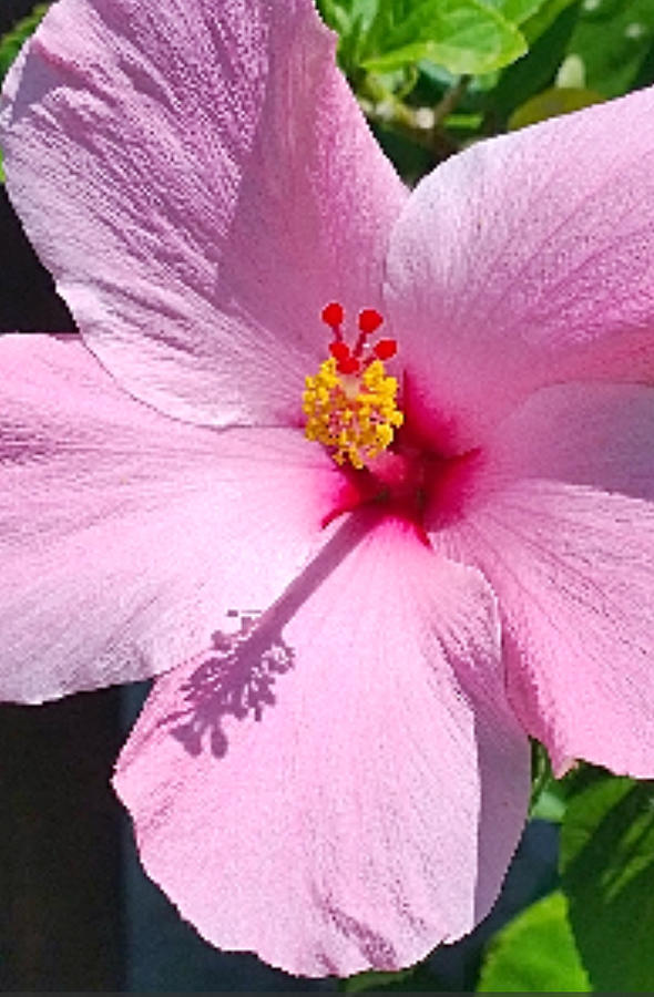 Pink Hibiscus Photograph By Gayle Miller Fine Art America