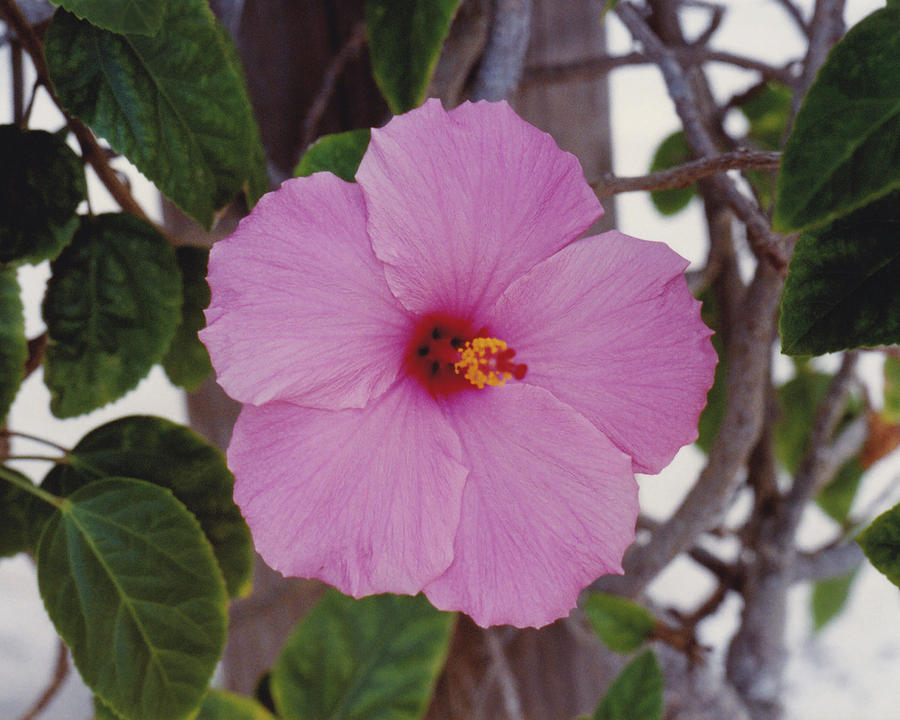 Pink Hibiscus Photograph by Glenn Scano