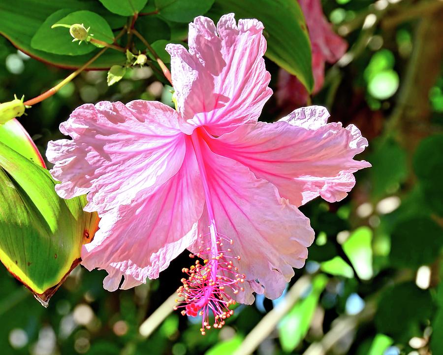 Pink Hibiscus in the Sun Photograph by David Lawson