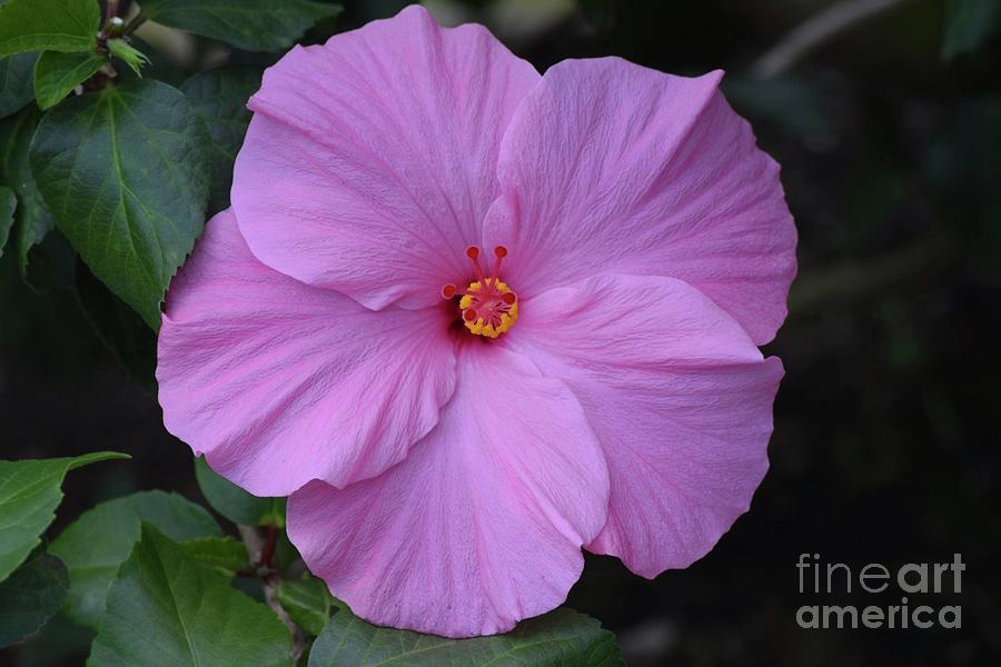 Pink Hibiscus Photograph by Jeannie Rhode
